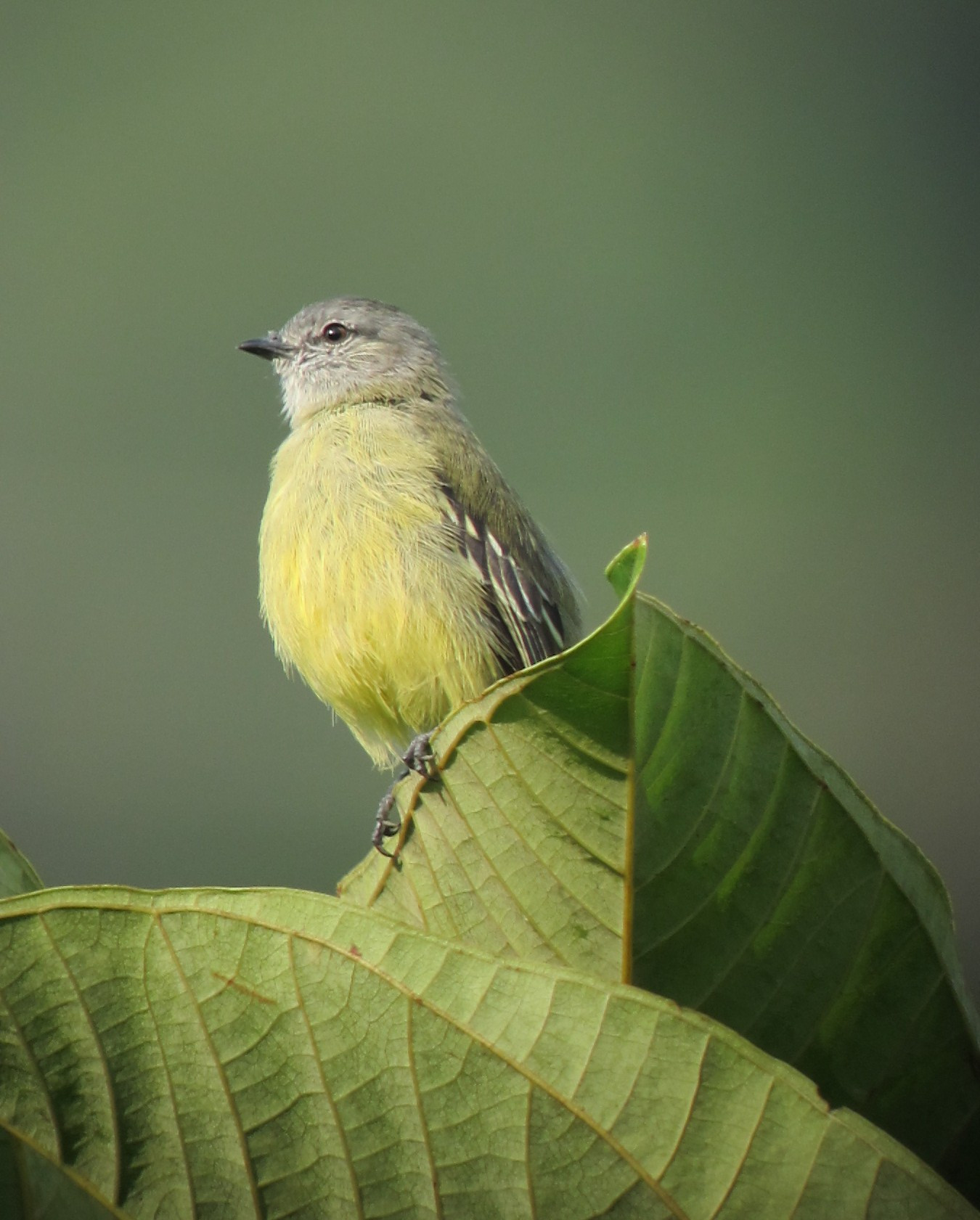 image Yellow-crowned Tyrannulet